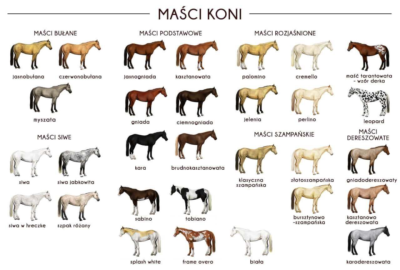 Ile Jest Ras Koni Na świecie Lekcja 15 ''Maści koni''