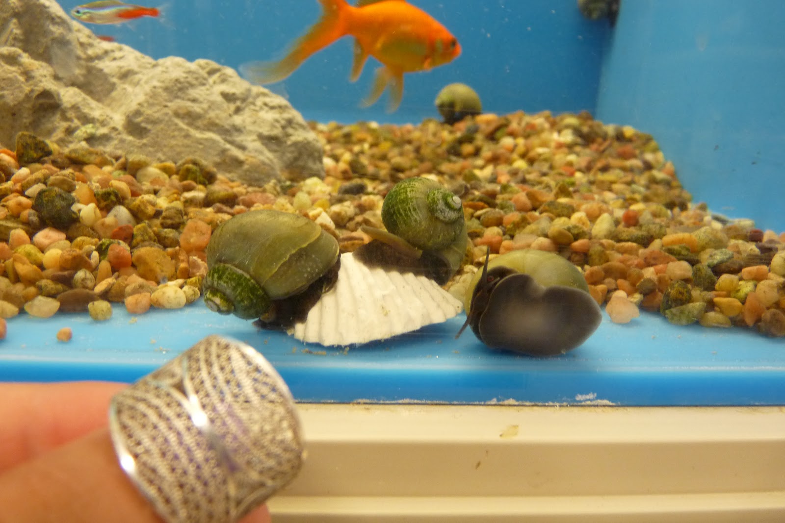 WHAT IS A HERMAPHRODITE intelligence overview