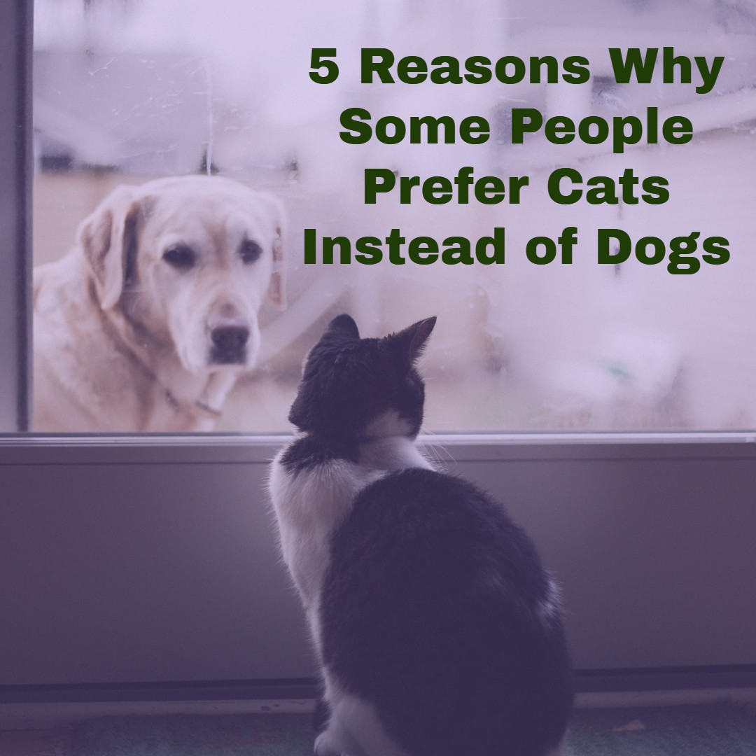 5 Reasons Why Some People Prefer Cats Instead of Dogs