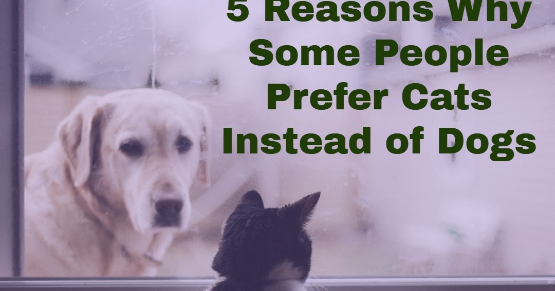 5 Reasons Why Some People Prefer Cats Instead of Dogs