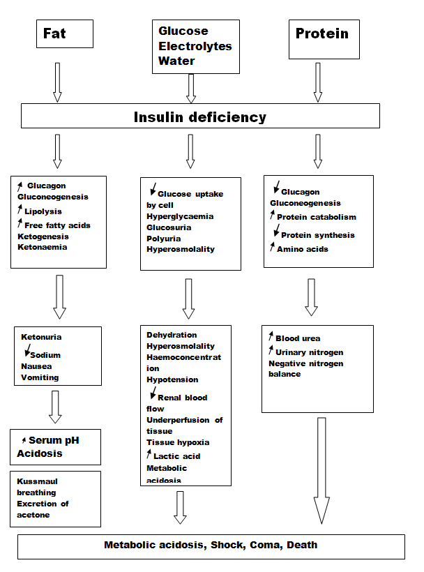 PATOFISIOLOGI KETOASIDOSIS DIABETIK PDF