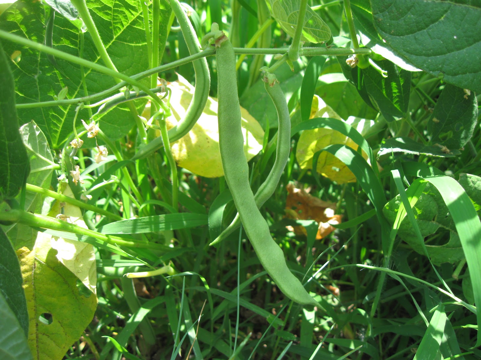 Kentucky Fried Garden Green Beans from the Vegetable Garden and the