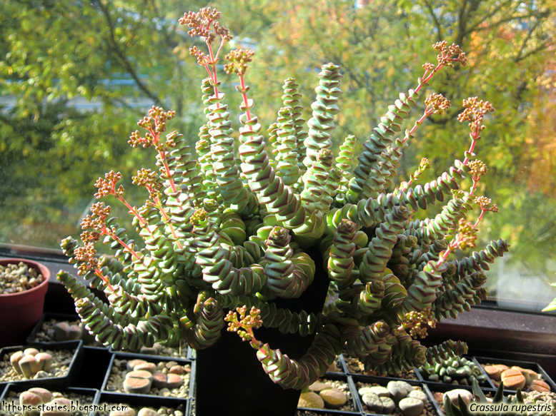 Крассула мексика