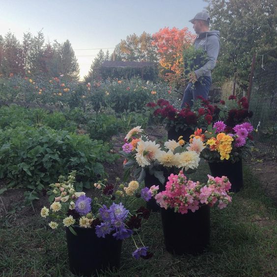 Periwinkle Flowers Growers of beauty meet local flower farmer Antonio Valente