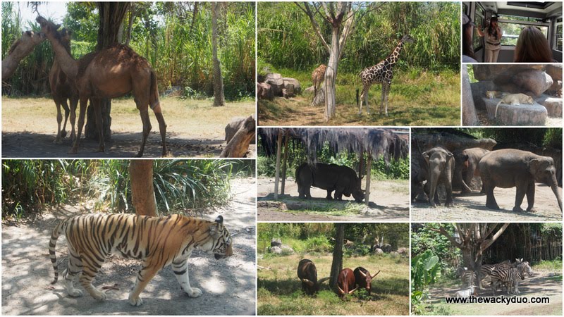 Bali Safari And Marine Park Review TheWackyDuo Singapore Bali Safari And Marine Park Review TheWackyDuo Singapore