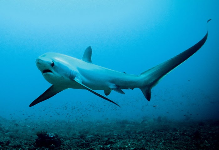 How dangerous is a Thresher shark? Why are thresher sharks tails so long?