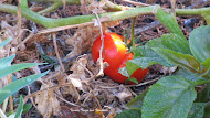 An Autumn Stroll in my Garden