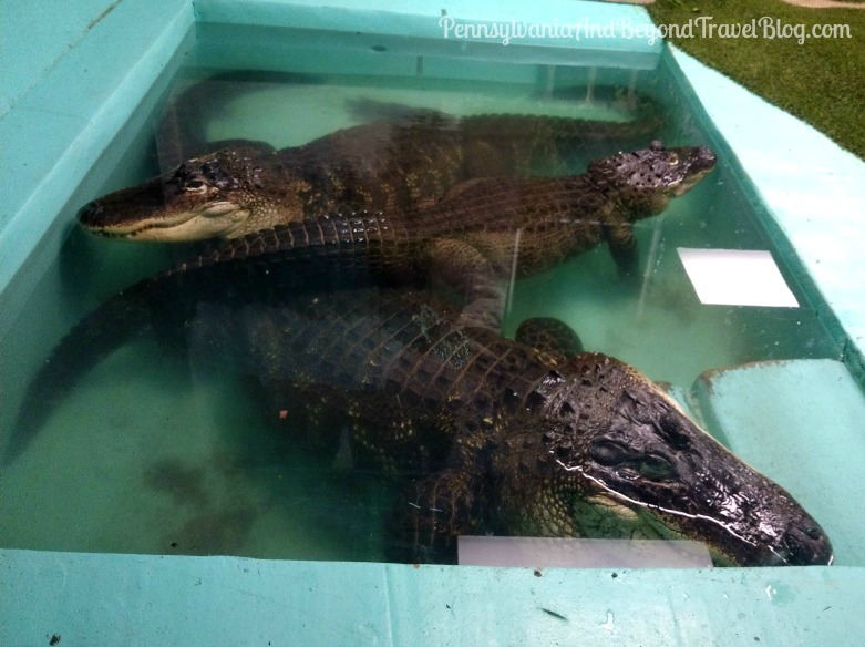 Pennsylvania & Beyond Travel Blog The Seaport Aquarium on the Wildwood Boardwalk