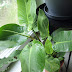 Philodendron imperial green