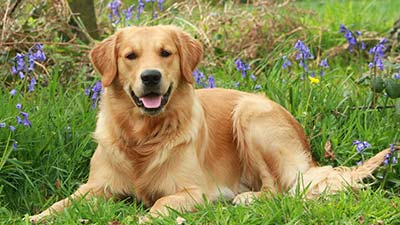 Golden Retriever