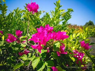 Sweet Purple Queen Bougainvillea Under Sunshine On A Sunny Day In The Garden
