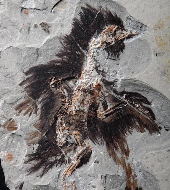 Feathers on This 130-Million-Year-Old Fossil Still Contain Traces of Color