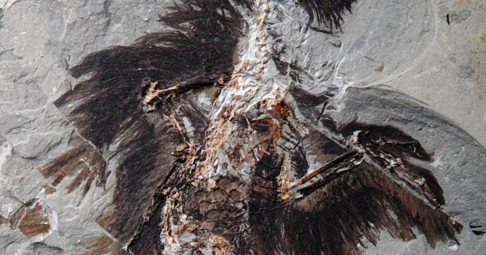 This Prehistoric Creature Had Something Like Feathers A 247 Million Year Old Mystery - 6ba2ygr
