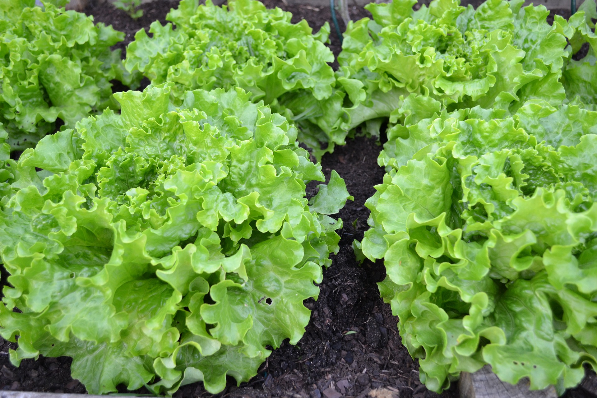 Lettuce: Nutrition and Health Benefits