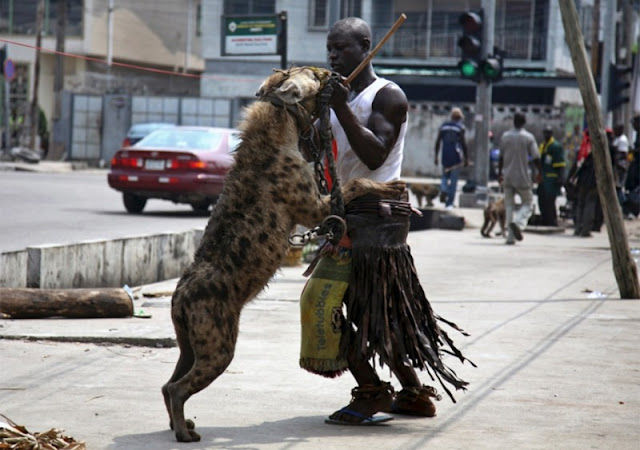  A resident of the Nigerian Lagos checks the teeth of his pet - a hyena, which acts on the city streets and squares.