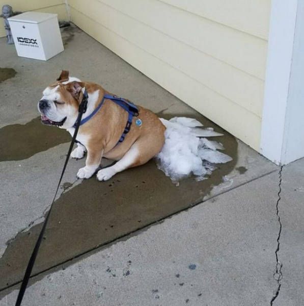 Lustiger Hund sitzt auf Schneehaufen