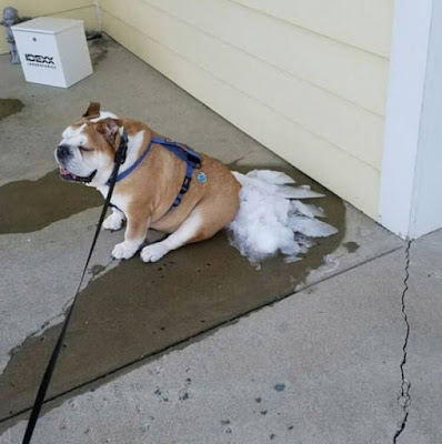 Lustiger Hund sitzt auf Schneehaufen Lustiger Hund sitzt auf Schneehaufen