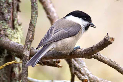 Chikadee bird