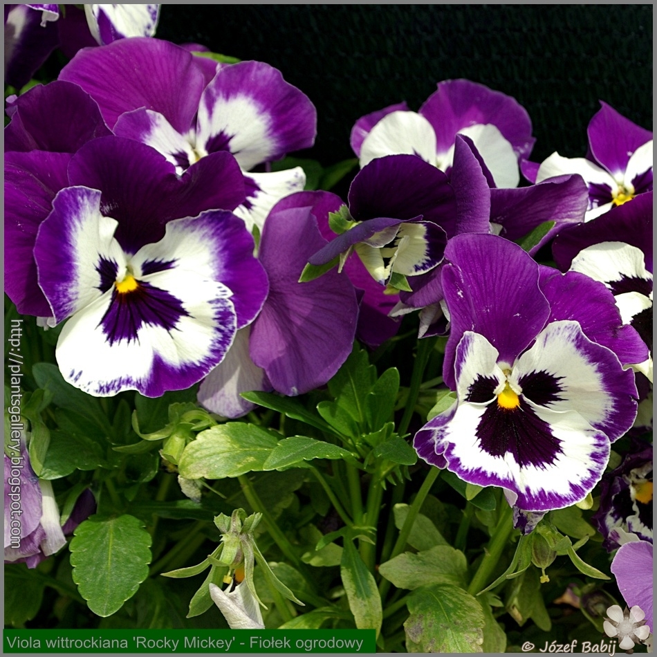 Viola wittrockiana 'Rocky Mickey' - Fiołek ogrodowy