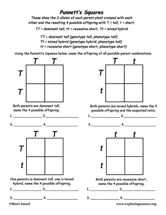 Mendelian Genetics : Biology Blog