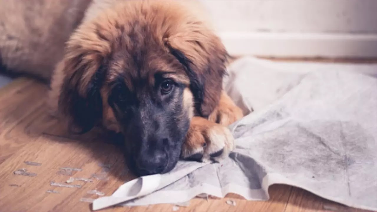 castration cause et l'éliminer Sante de mon chien