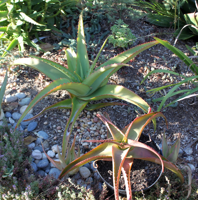 Aloe vanbalenii Aloe vanbalenii in ground compared to same plant in a pot