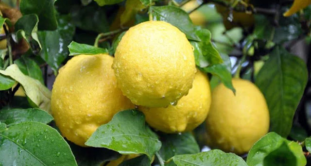 Limon suyunun inanılmaz faydaları Limon suyunun inanılmaz faydaları