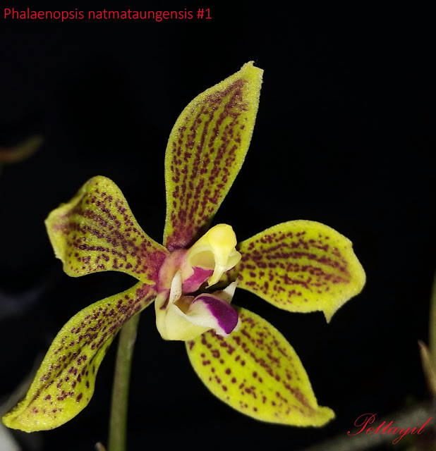 Phalaenopsis natmataungensis