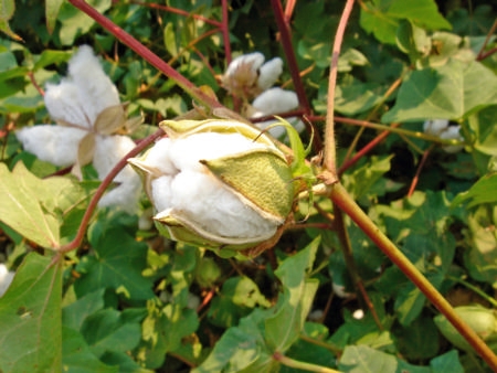 Crop Production Technology For Bt Cotton Varieties In Pakistan