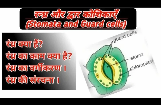 रंध्र क्या है (function of stomata)