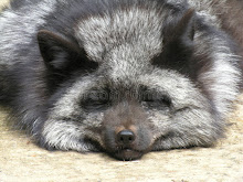 I had a pet fox, --- a silver fox...