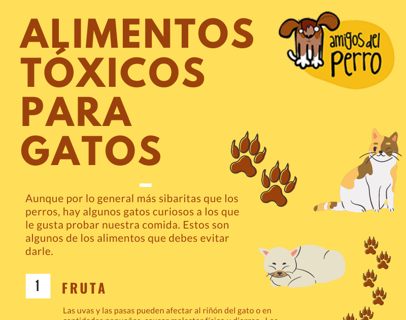 8 Alimentos tóxicos para gatos