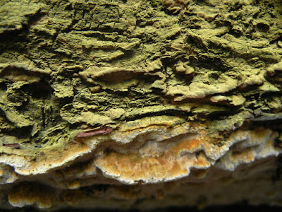 polypore yellow spores