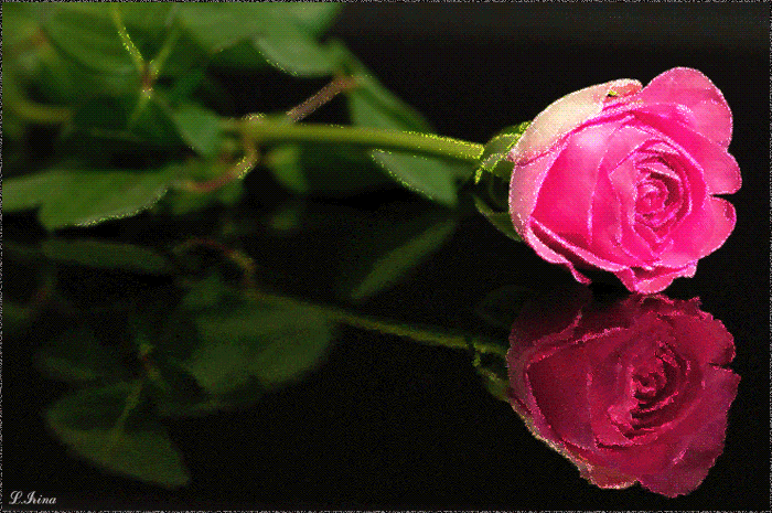 Rose%2BAnimation.gif