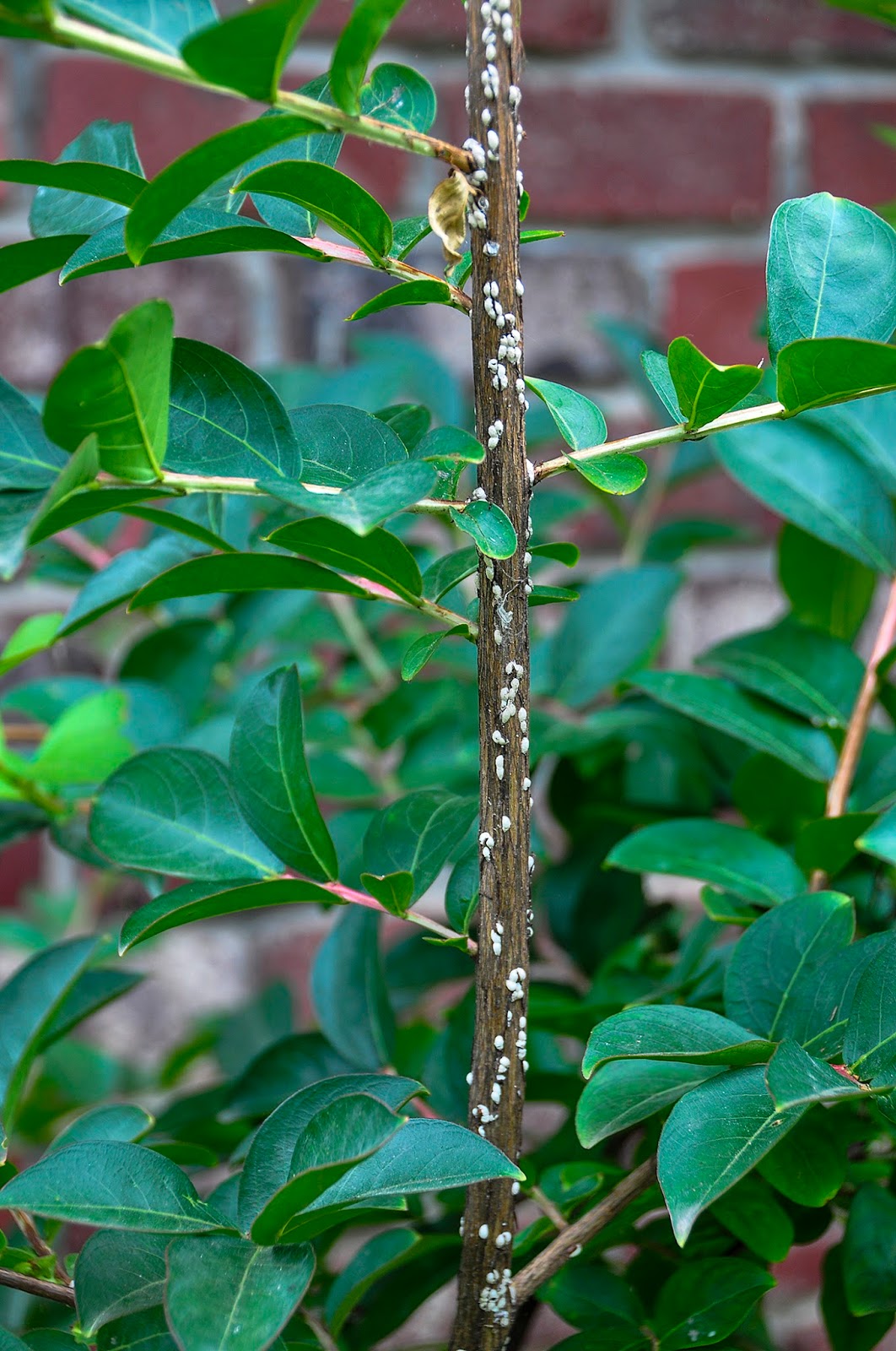 Ask A Master Gardener Control of Crapemyrtle Scale