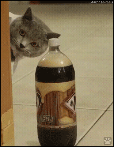 Art Cat GIF • I have got the soda. When your Cat is a thief stealing your bootle Art Cat GIF • I have got the soda. When your Cat is a thief stealing your bootle