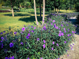 Beautiful Garden Landscape With Purple Flower Plants Of Ruellia Simplex Along The Pathway Of The Garden North Bali Indonesia