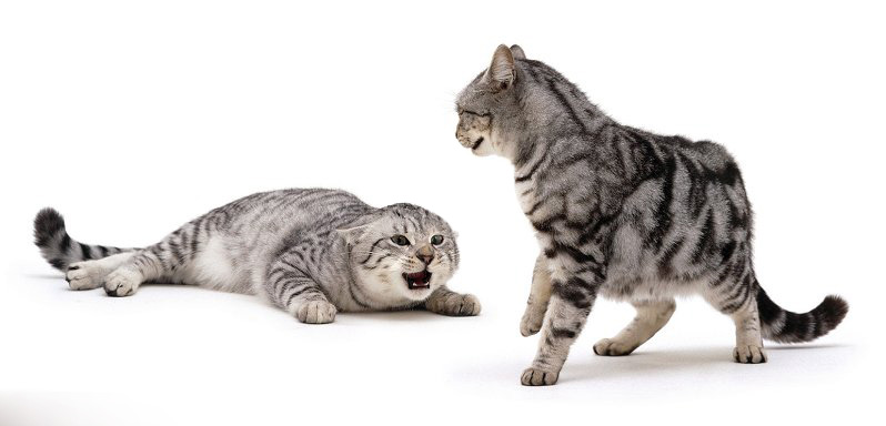 To catz: 10 Claves del lenguaje corporal en gatos