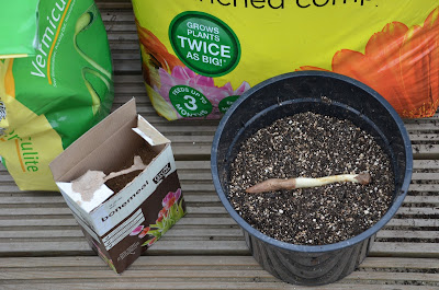 A display composed of a bag of compost. Vermiculite, bone-meal and potted glory lily root