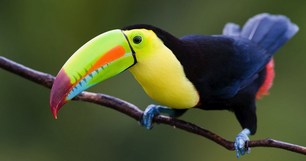 mewarnai gambar aneka burung