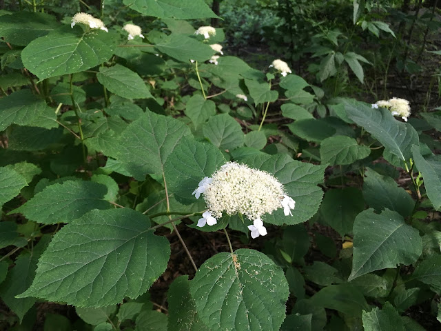 New Hacks In My Town And New Town Name Youtube Animal