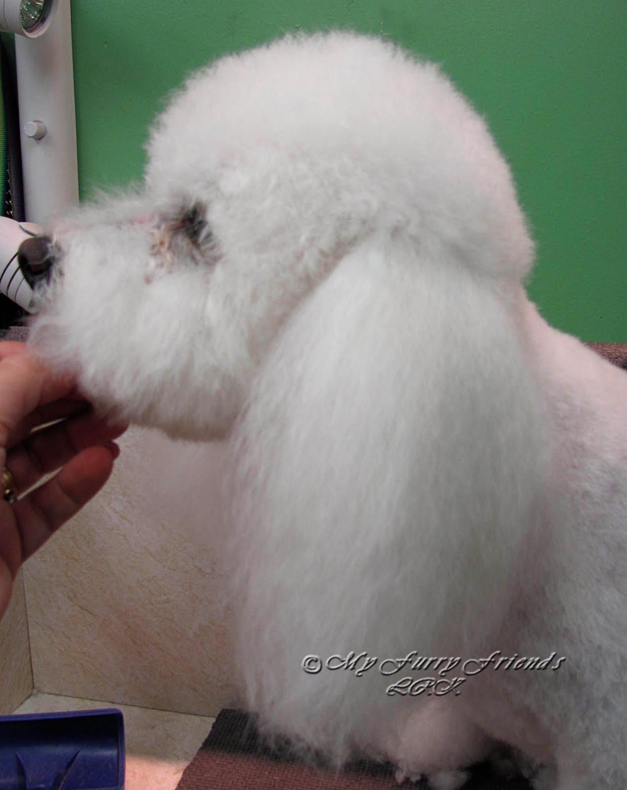 Pet Grooming The Good, The Bad, & The Furry Scissoring Ears to the