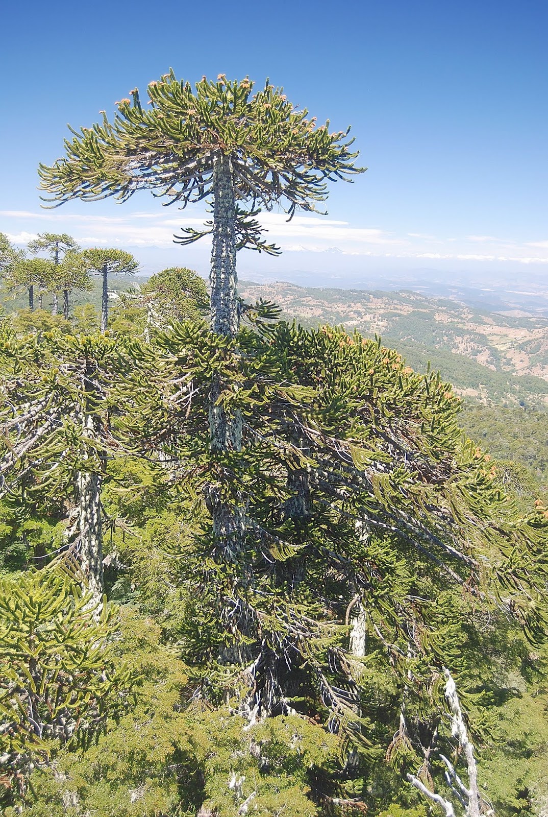 Nahuelbuta National Park and the Araucaria trees