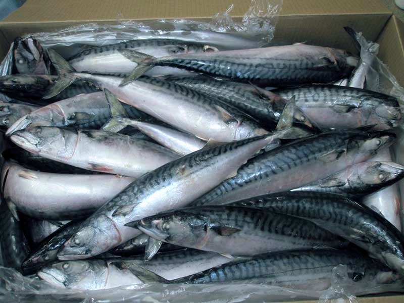 Sardine Fish Ton for Fishing Industry Indonesia Shrimps Supplier, Shrimps Exporters Indonesia