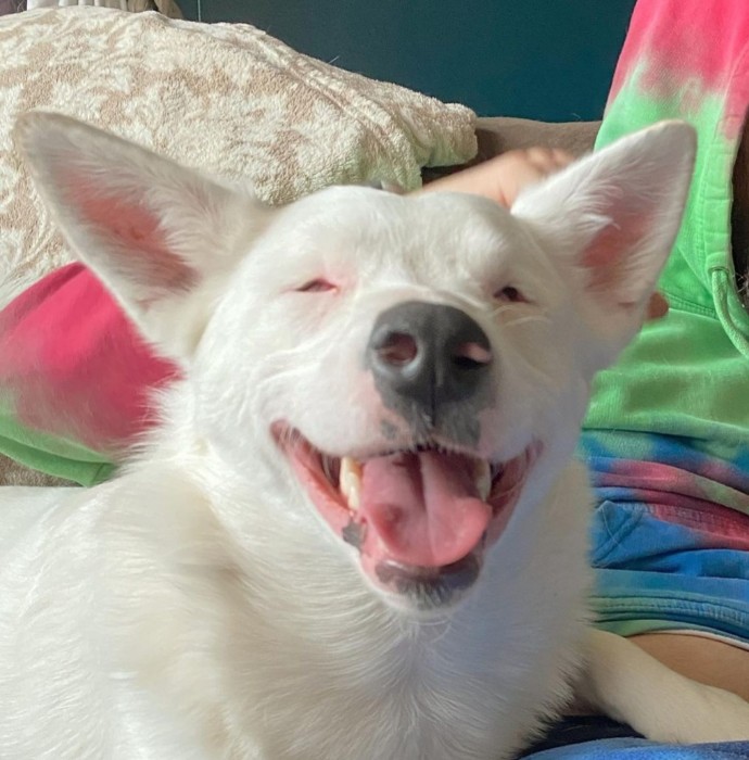 Blind And Deaf Dog Is Happy When Her Dad Comes Back Wepeda