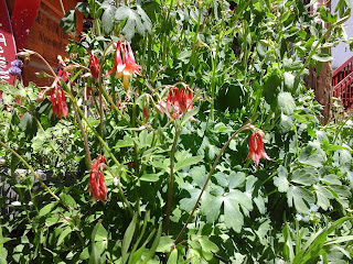 Sunny summer day with wildflowers blooming, Red Columbines.