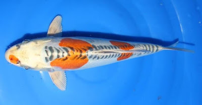 Ikan Koi Hikarimoyomo