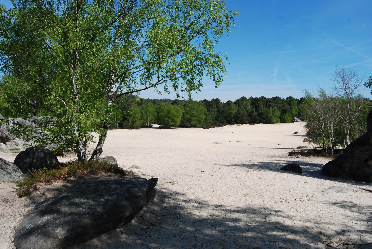 France - Fontainebleau, les sables de Cul-de-chien - Les routes de tous les  voyages