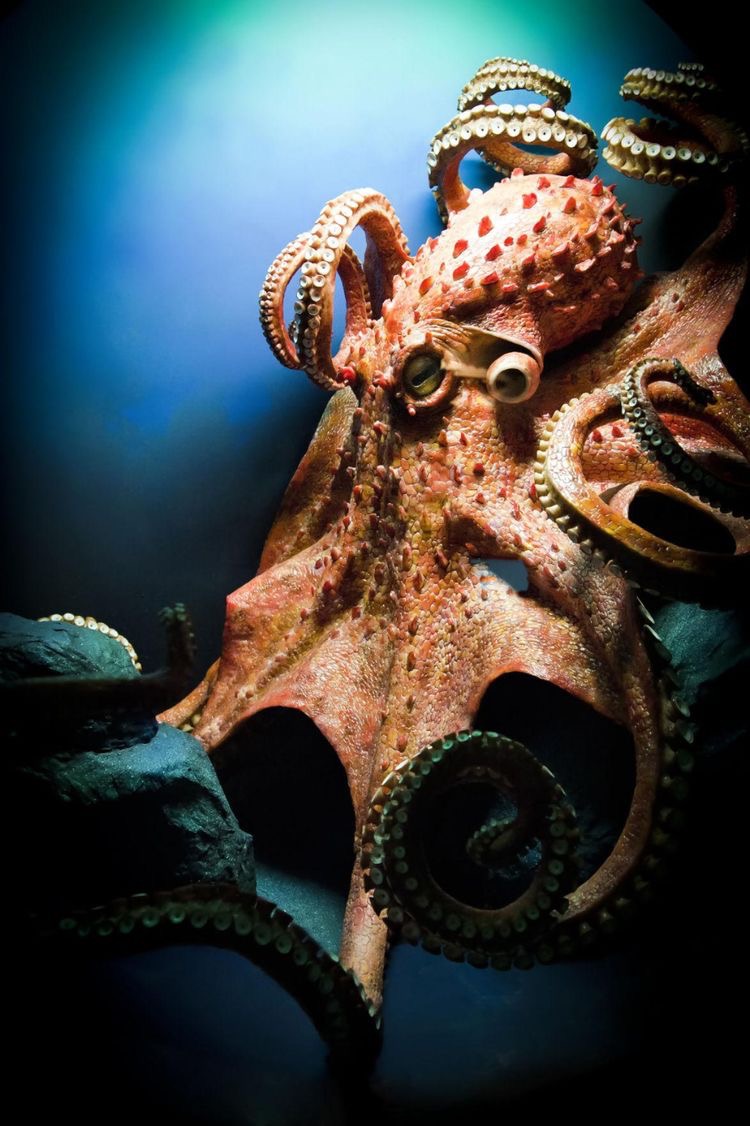 Animal Factopaedia How do Octopuses protect themselves from predators?