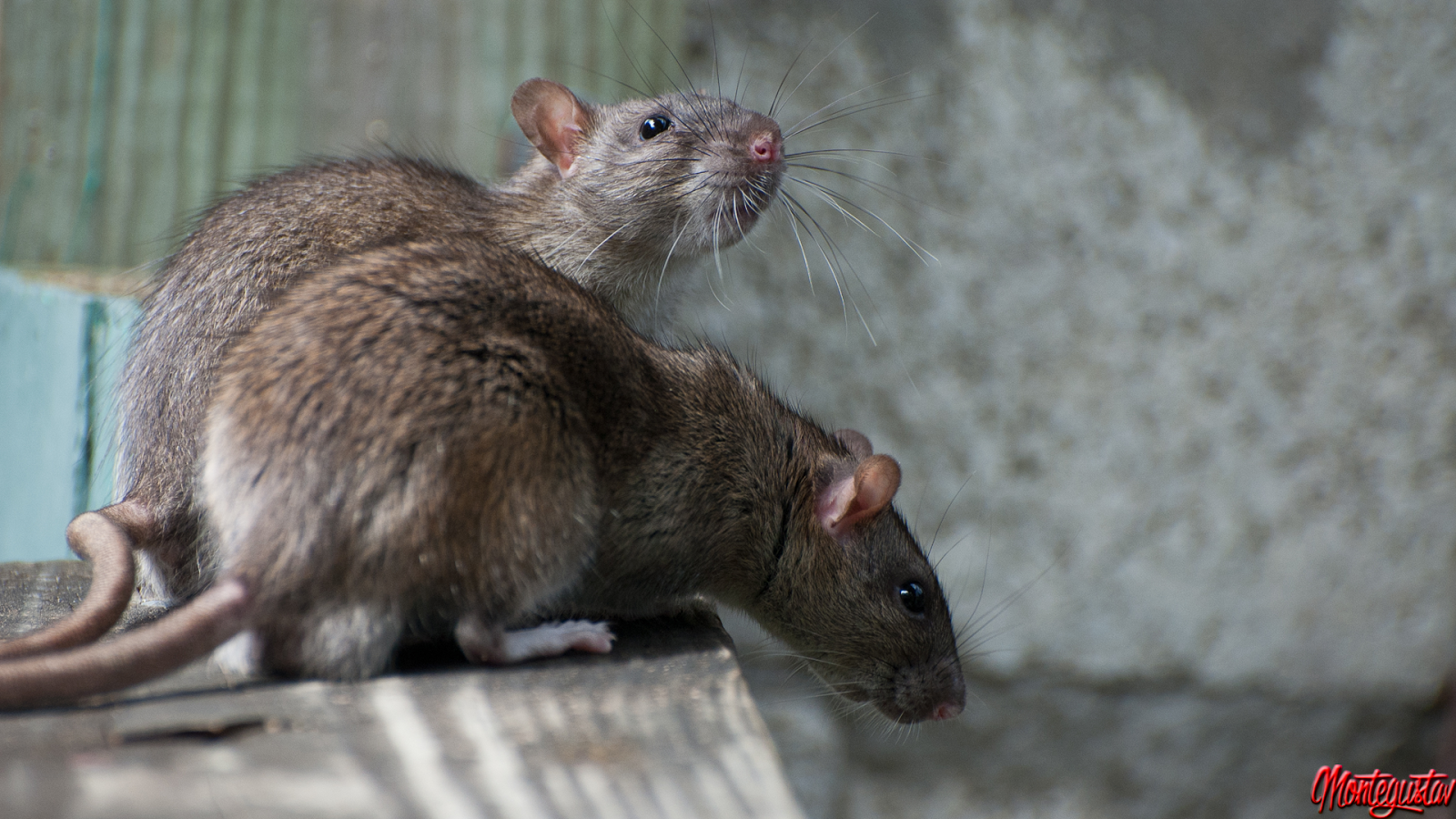 Nonsensical Gibbery Rats